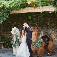 wedding with llamas